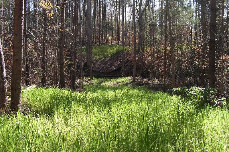 Grassy clearing in a wooded lot considered for a drain field